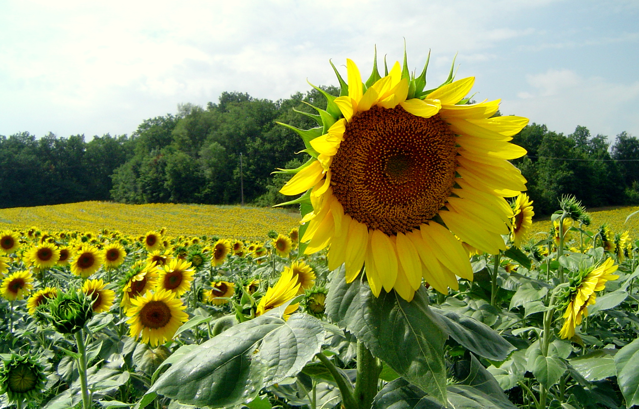 tournesol