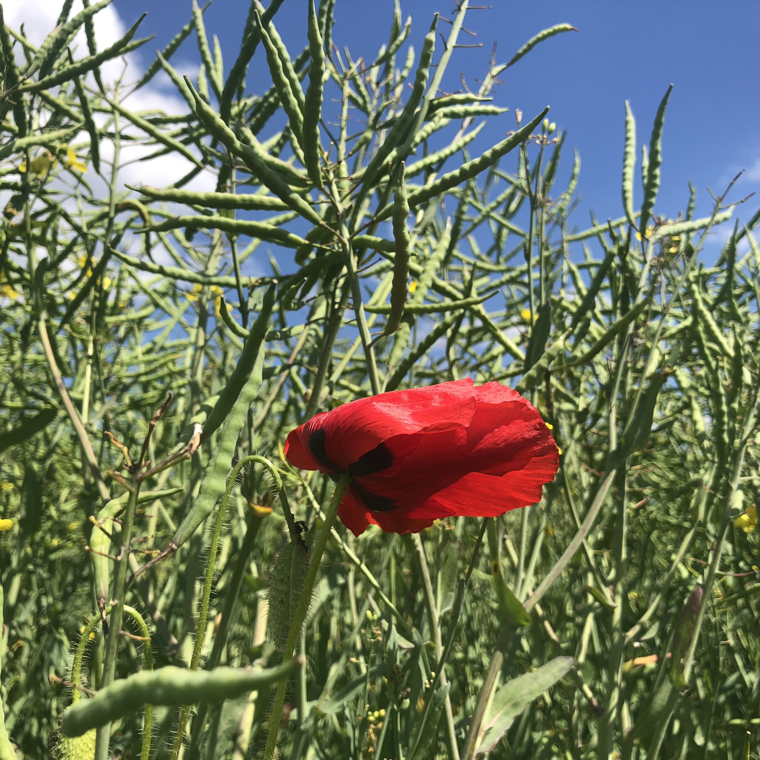 coquelicot